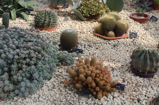 多样仙人掌与多肉植物景观