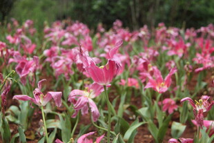 粉色郁金香花海绽放