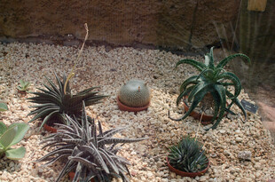 多样仙人掌与多肉植物组合