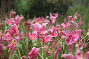 娇艳粉色花朵绽放