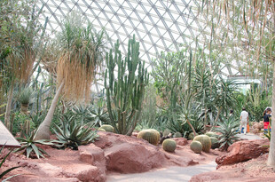 温室中的多彩仙人掌景观