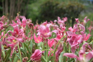 粉色花海绽放的美丽瞬间