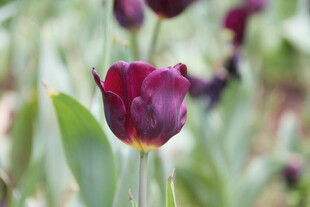 紫色郁金香绽放于花丛