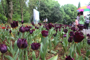 紫郁金香花海 自然之美