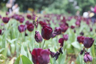 深紫色郁金香花海