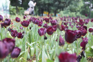 紫色郁金香花海