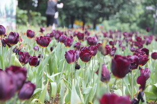 紫色郁金香花海