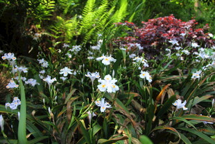 美丽绽放的多彩花卉景观