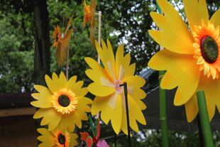 户外盛放的美丽黄色花朵