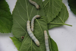 绿叶上的蚕宝宝