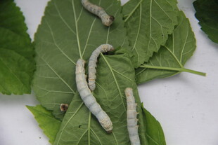 桑叶上的蚕宝宝