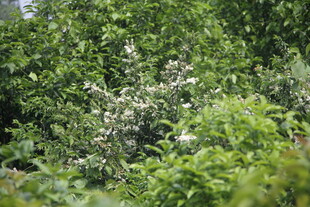 繁茂绿植中的白色花丛