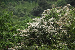 山间绽放的白色繁花