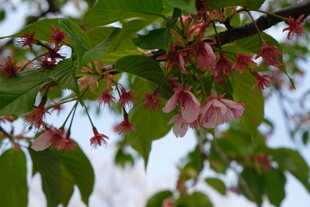 枝头绽放的粉色花朵