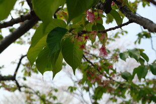 枝头绿叶间的粉嫩花朵