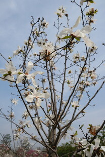 玉兰花绽放枝头