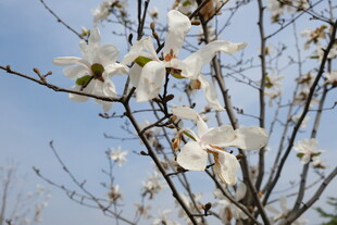 枝头绽放的洁白玉兰花