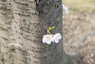 树干边绽放的白色小花