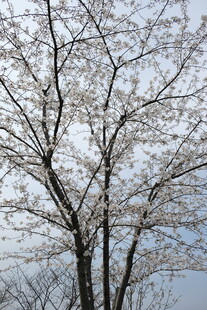 枝头绽花的树木