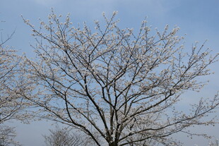 枝头覆雪的树木