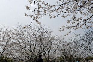 枝头绽花的春日景象