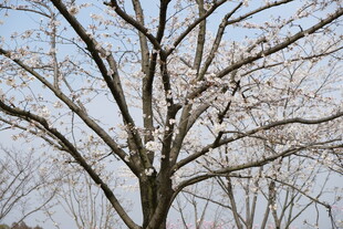 枝头绽放的粉嫩樱花