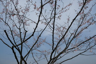 枝头初绽的粉嫩樱花