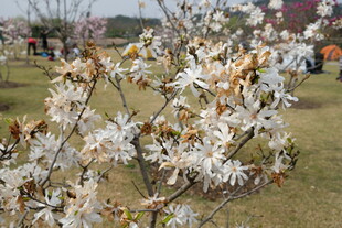 玉兰花绽放于春日公园
