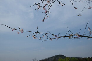 枝头初绽 天际淡蓝