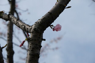 枝头绽放的粉嫩樱花