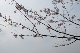 枝头绽放的粉嫩花朵