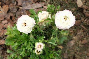 白色花毛茛绽放