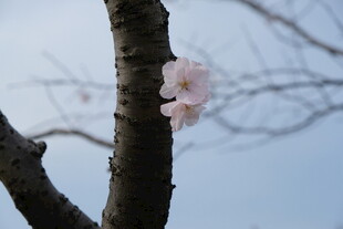 枝头绽放的粉嫩樱花