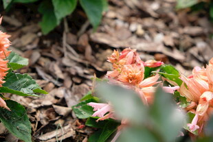 娇艳绽放的粉橙色花卉