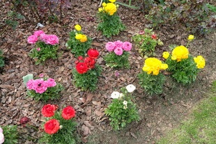 多彩花卉绽放于花园中