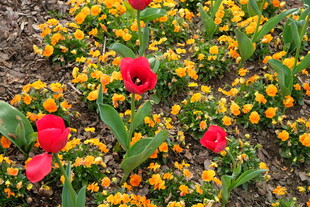 红黄花卉绽放的美丽景致