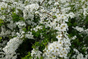 洁白繁花绽放枝头