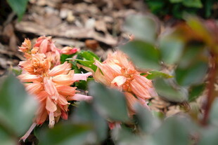 娇艳绽放的橙色花朵