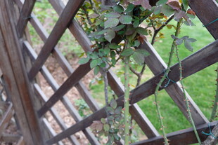 木质花架上的垂吊绿植