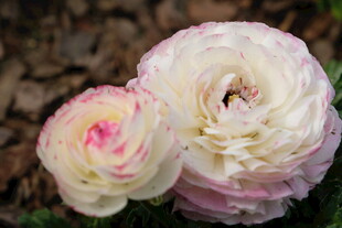 两朵柔美洋牡丹绽放