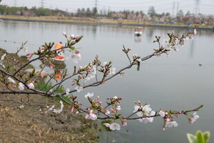 湖畔花枝绽放美景