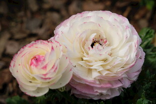 两朵渐变色彩的毛茛花