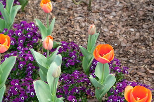 多彩花卉绽放生机