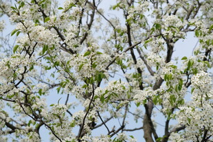 春日繁花满树的美丽景象