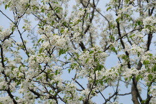 春日繁花满枝的梨树