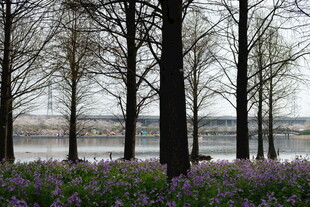 林间紫花绽放的静谧景致