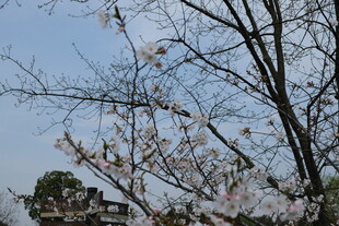 枝头绽放的烂漫樱花
