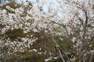 盛开的白色繁花枝头