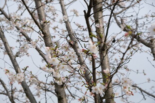 雪中绽放的烂漫花枝
