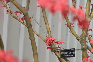 枝头绽红的雅致景致